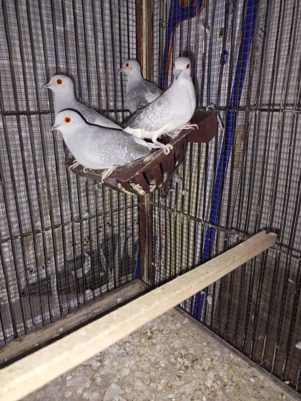 Dove for sale 3 female and 1 male 1