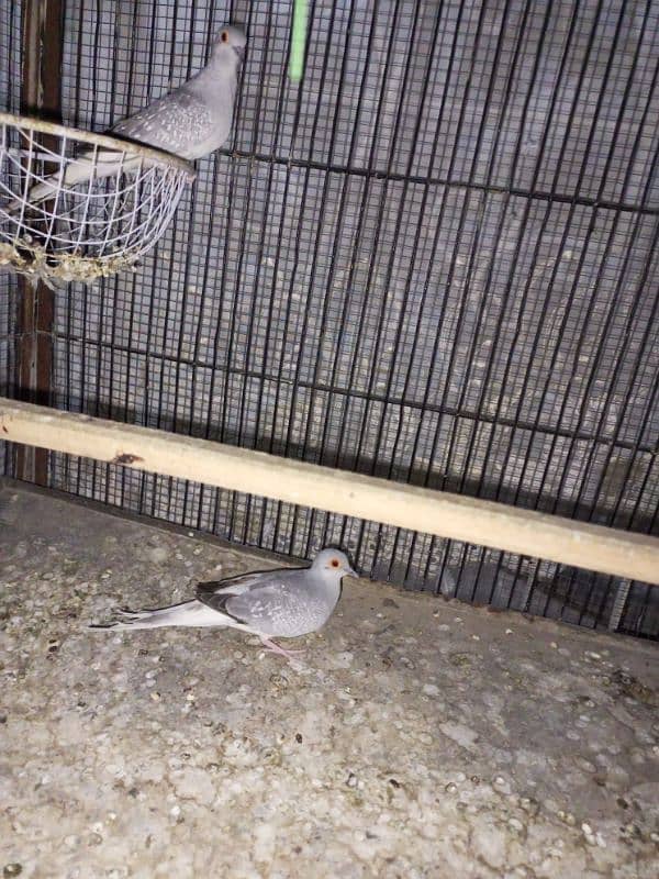 Dove for sale 3 female and 1 male 2