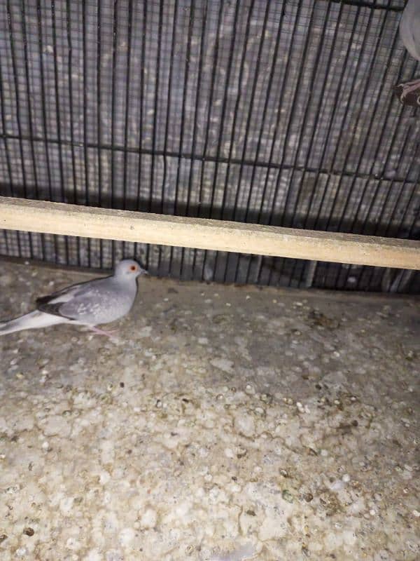 Dove for sale 3 female and 1 male 3