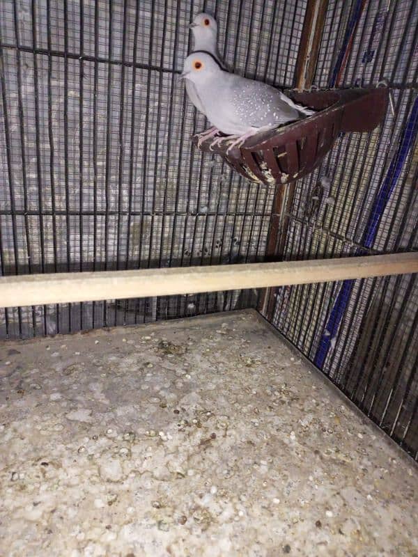 Dove for sale 3 female and 1 male 4