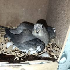 Charcoal Cockatiel Breeder Female