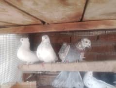 kaboter for sale lakay and others 0