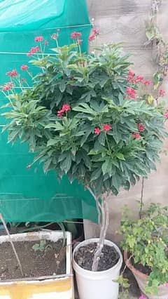 Alovera plants and flowers plants for urgent sell 500 sy 5000 tak