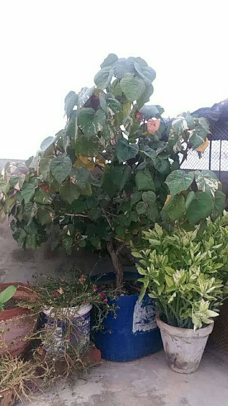 Alovera plants and flowers plants for urgent sell 500 sy 5000 tak 1