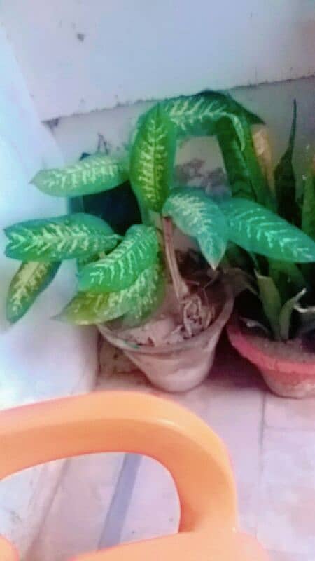 Alovera plants and flowers plants for urgent sell 500 sy 5000 tak 3