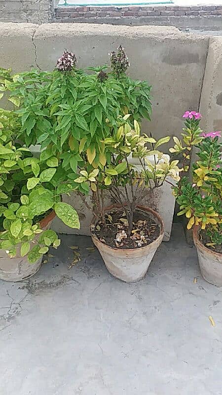 Alovera plants and flowers plants for urgent sell 500 sy 5000 tak 17