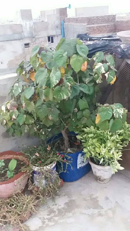 Alovera plants and flowers plants for urgent sell 500 sy 5000 tak 19