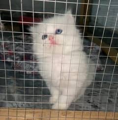 white pure Persian  punch face kitten male kitten