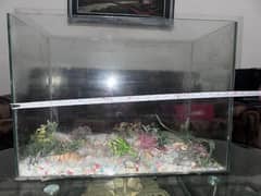 Fish aquarium