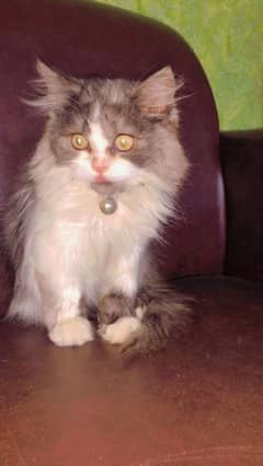 Persian cat kitten (punch face) double coat