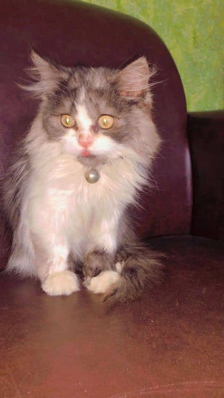 Persian cat kitten (punch face) double coat 0