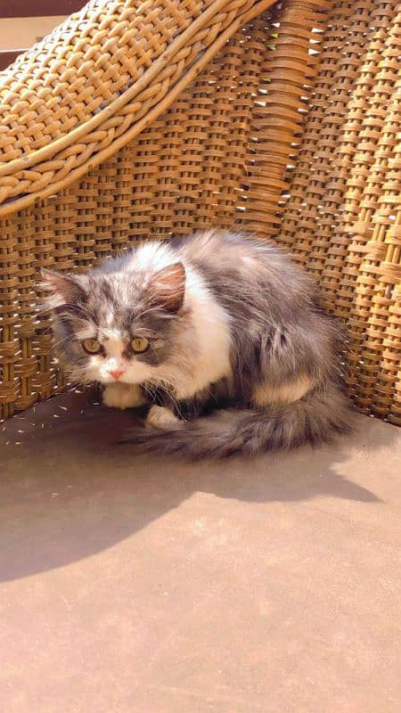 Persian cat kitten (punch face) double coat 1