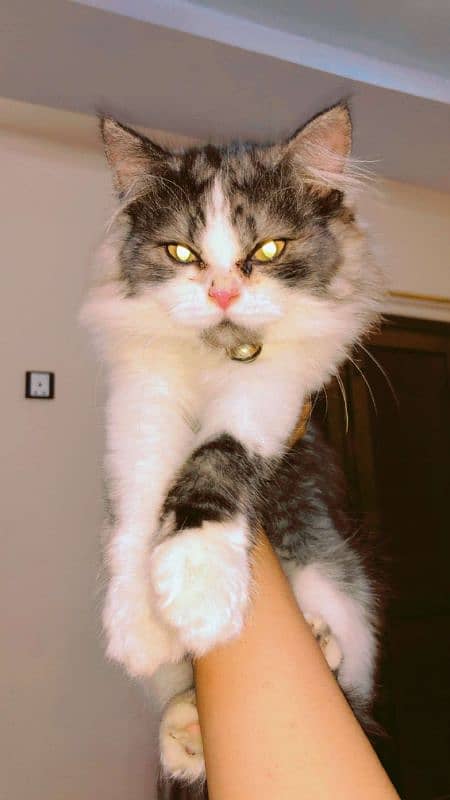 Persian cat kitten (punch face) double coat 4