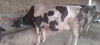 Cow/Jarsi cow/Wachi/Buffalo