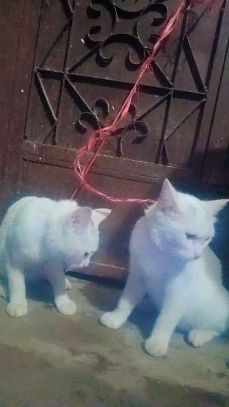 2 cats for sale 1