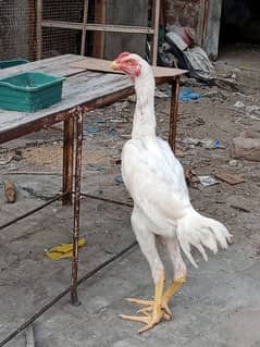 King Size OShamo Male Patha Available