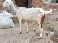 2 pregnant bakri for sale 03052593845