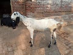 goni lailpuri bakri for sale 03052593845