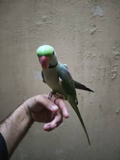 raw  parrot hand tame