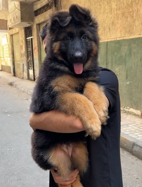 German Shepherd Long Haired Female puppy 0