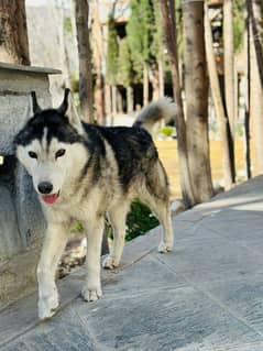 husky dog