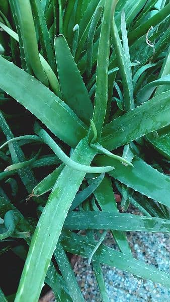 Aloe Vera Plants with Pot for Sale 0