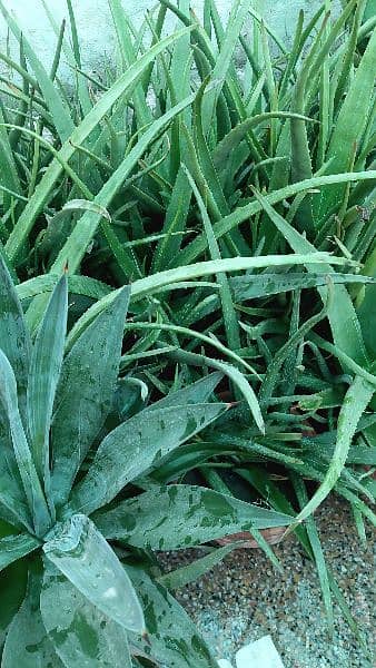 Aloe Vera Plants with Pot for Sale 1