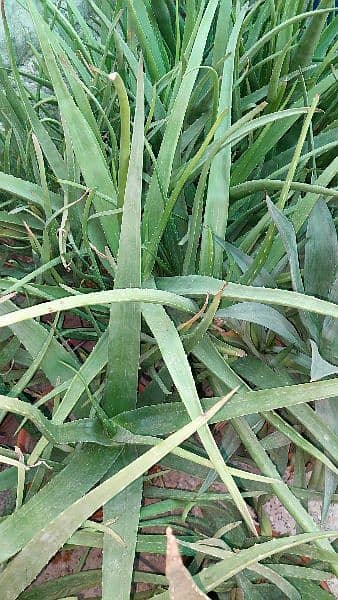 Aloe Vera Plants with Pot for Sale 2