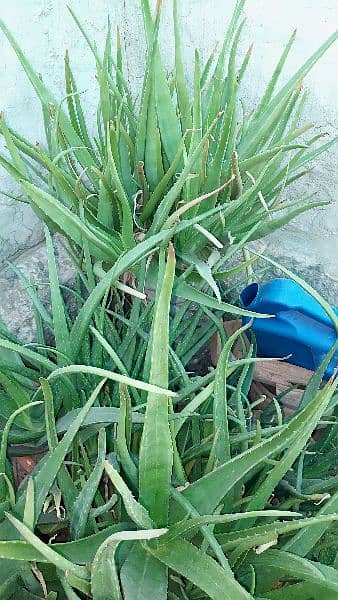 Aloe Vera Plants with Pot for Sale 3