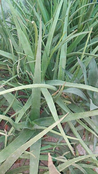 Aloe Vera Plants with Pot for Sale 6