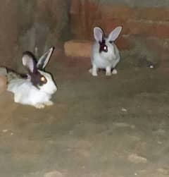 two . Rabbits sale