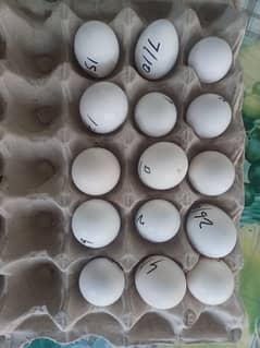 white silki fertile eggs