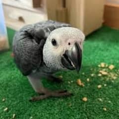 African grey baby parrot 0324 74 97 792 WhatsApp