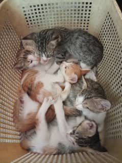 6baby cat singal coat parishon 3male he 3female he