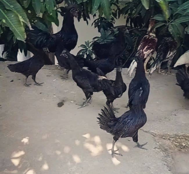 Selling Ayam cemani chicks 0