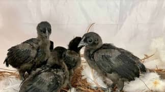 Selling Ayam cemani chicks