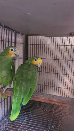 amazon confirm guranted breeder pair for sale 0