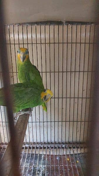 amazon confirm guranted breeder pair for sale 2