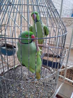 GREEN RINGNECK TALKING MALES NON HAND TAME