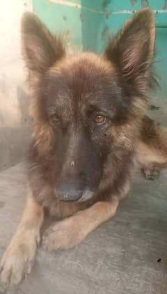 german shepherd female dog 0