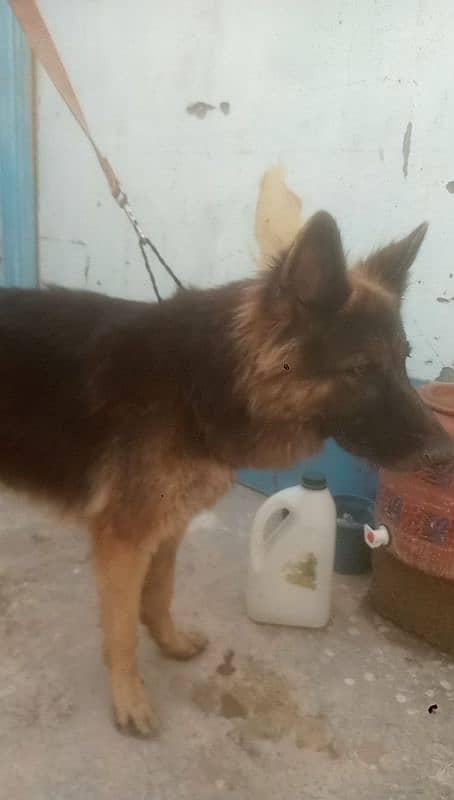 german shepherd female dog 1