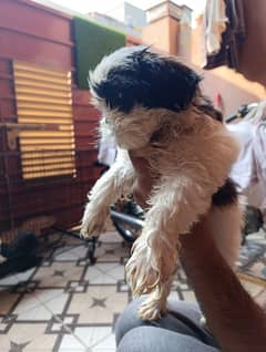 Shih Tzu puppies for sale/ toy dog/ puppy for sale