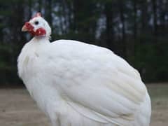 GUINEA FOWL TEETRI CHAKOR chicks