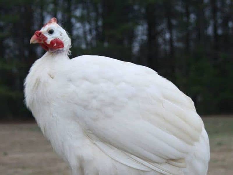 GUINEA FOWL TEETRI CHAKOR chicks 0