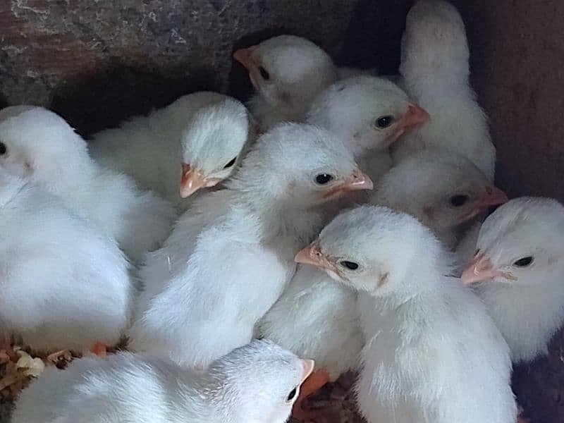 GUINEA FOWL TEETRI CHAKOR chicks 1