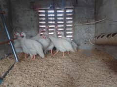 GUINEA FOWL TEETRI CHAKOR chicks