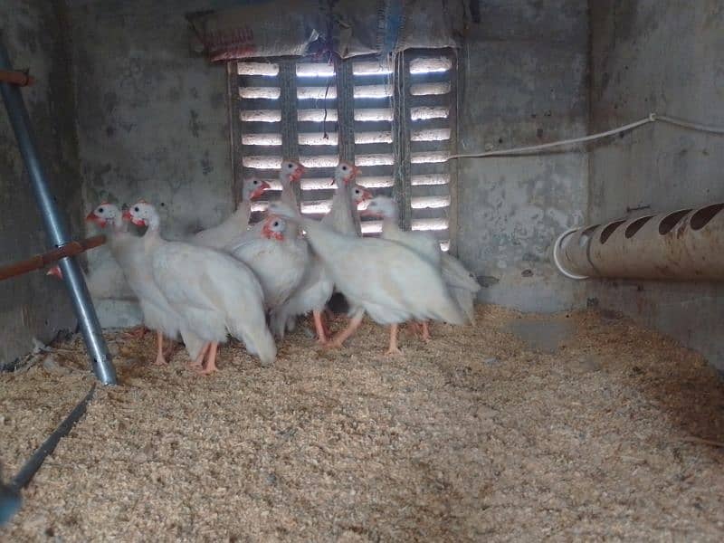 GUINEA FOWL TEETRI CHAKOR chicks 2