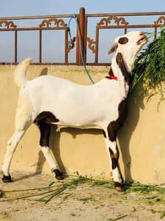 rajanpuri bakra urgent for sale