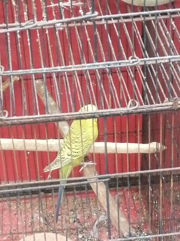 Budgies for sale 1