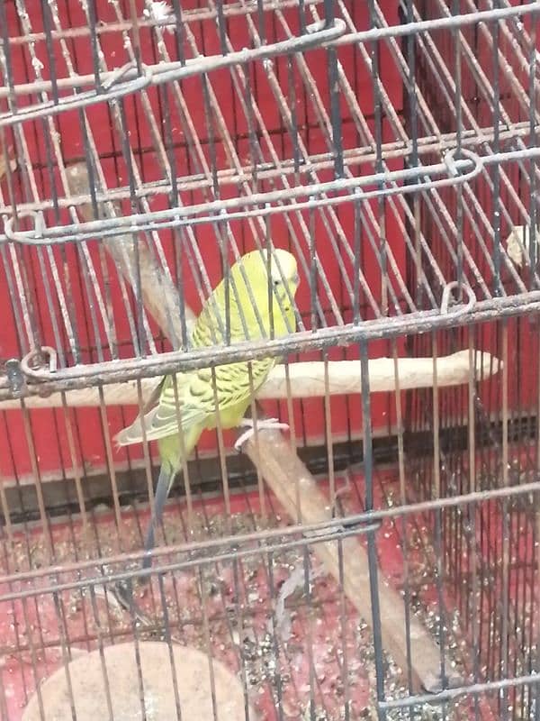 Budgies for sale 3